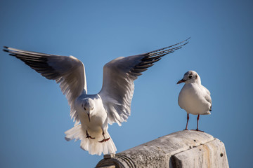 seagull in flight