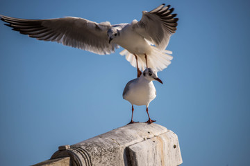 two seagulls on the beach