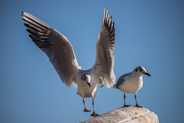 seagull on blue sky