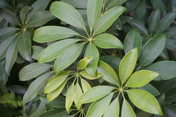 Ornamental plant
