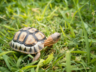 Baby turtle walking on grass closeup