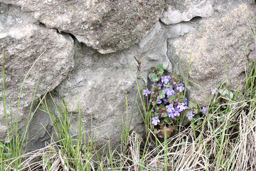 Lilac little flowers on a background of gray stones