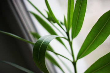 Close up picture of green plant leaves at daylight over window light