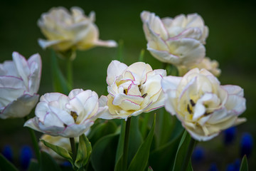 Obraz na płótnie Canvas Tulipes
