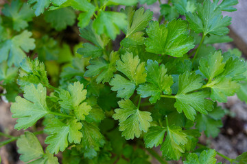 prezzemolo pianta aromatica coriandolo