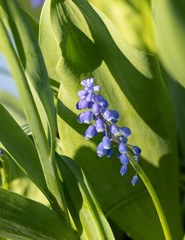 blue and white bluebell