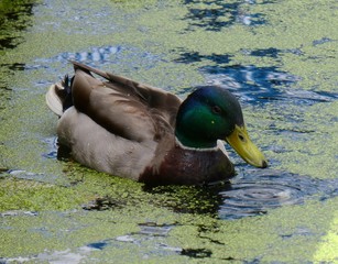 duck on the water