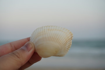 hand holding a seashell