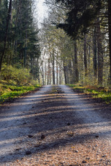 Road in a forest in summer 