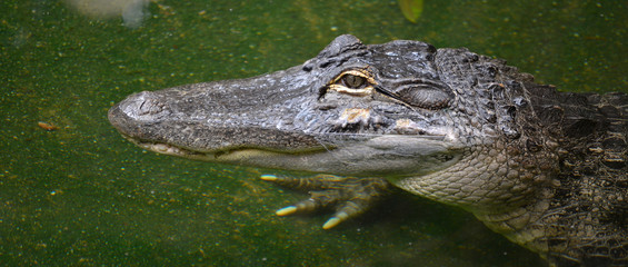 Panoramique portrait de jeune alligator du Mississipi dans l'eau