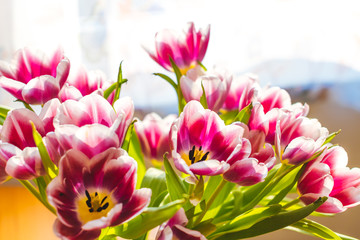 Obraz na płótnie Canvas Picture of colourful lilac dutch tulips in a vase, shot against sunlight from the window