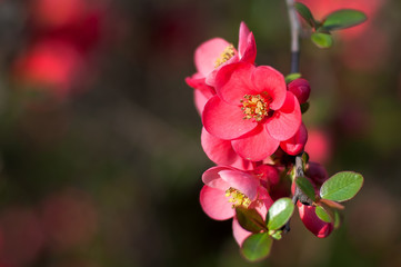 Fototapeta na wymiar pink cherry blossom in spring