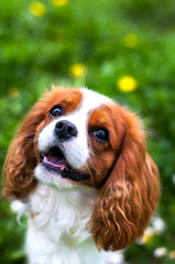 english cocker spaniel