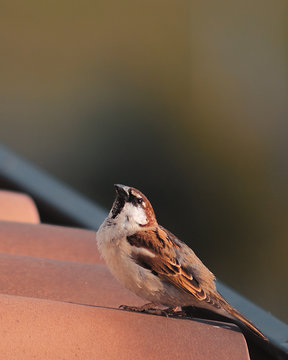 Passero comune o passero domestico. Primo piano di passerotto domestico 