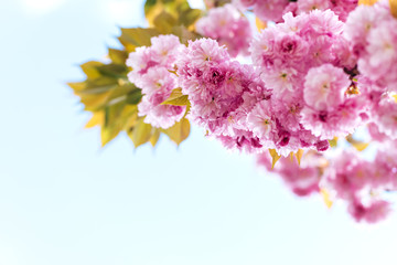 Amazing pink cherry blossoms on the Sakura tree in a blue sky.