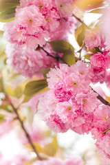 Amazing pink cherry blossoms on the Sakura tree.  Beautiful spring tree.