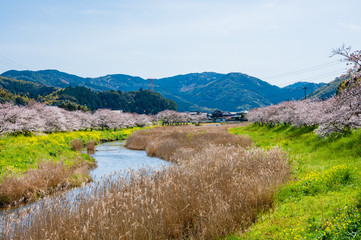 Fototapeta premium 春の川沿いに咲く桜と菜の花【福岡県行橋市】