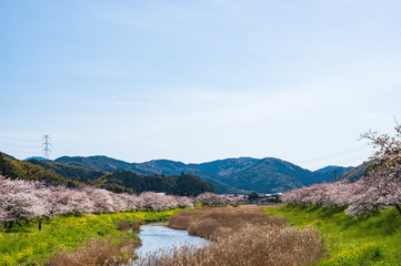 Fototapeta premium 春の川沿いに咲く桜と菜の花【福岡県行橋市】