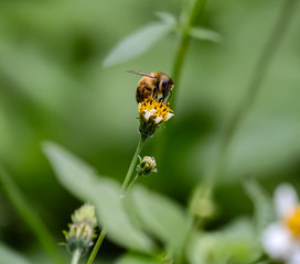 Fototapeta na wymiar Bee hovering over orange and white flower trying to get pollen with a nice green background