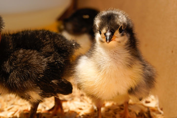 Curious baby chicken. Australorp chick, young and adorable.