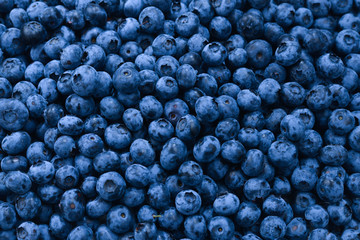 Fresh blueberry background. Texture blueberry berries close up.