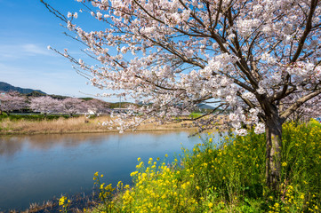 春の川沿いに咲く桜と菜の花【福岡県行橋市】