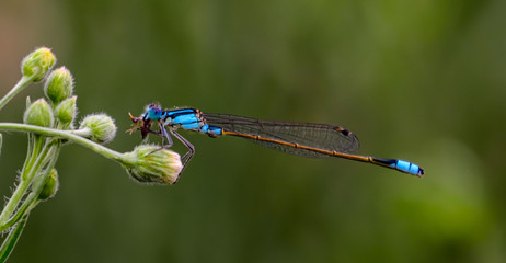 Macro close up of a turquoise Blue Dragonfly sitting on a flower vibrant beautiful colours 