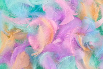 Colorful feather background, top view.
