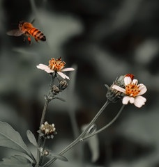 Orange Bee hovering over orange and white flower trying to get pollen on a black and white background