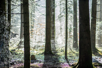 morning forest with mist in winter