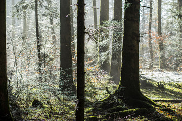 morning forest with mist in winter