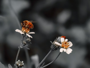 Orange Bee hovering over orange and white flower trying to get pollen on a black and white background