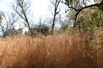 tall grass in a field