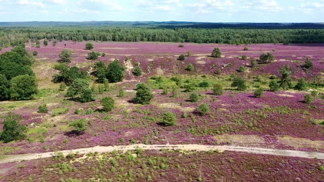 L&uuml;neburger Heide (Lande de Lunebourg) et fleurs de bruy&egrave;res en vue a&eacute;rienne.
