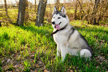 Husky dog with different blue and brown eyes is sitting in Park on green grass in morning with bright sun.