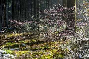 morning forest with mist in winter