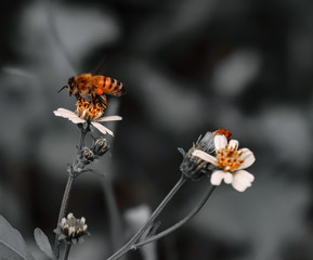 Orange Bee hovering over orange and white flower trying to get pollen on a black and white background