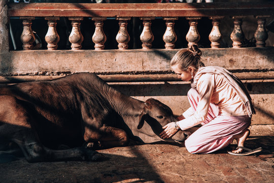 beautiful blonde girl on anIndian cow farm goshala. Children take care of the sacred Indian cows zebu. life style.