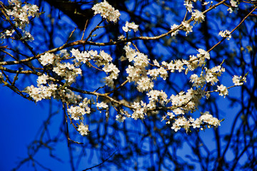 White blossoms at a tree in spring