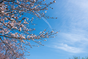 春の川沿いに咲く桜【福岡県行橋市】