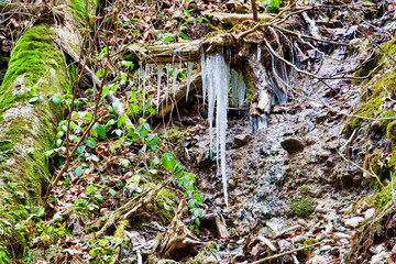 Icicles in the wood.
