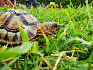 Baby turtle walking on grass closeup