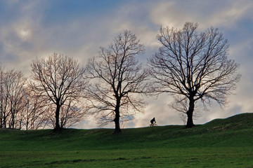 Trees  and bicycler on a hill