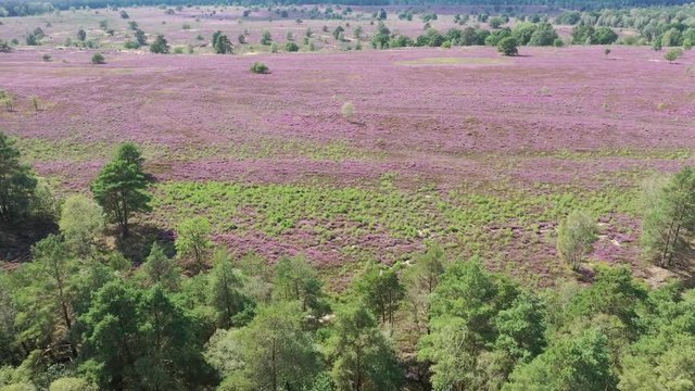 L&uuml;neburger Heide (Lande de Lunebourg) et fleurs de bruy&egrave;res en vue a&eacute;rienne.