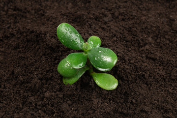 Young green sprout in the ground.