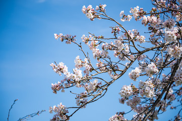 春の川沿いに咲く桜【福岡県行橋市】