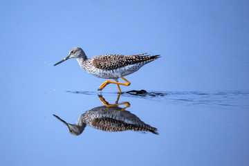 Greater Yellowleg Reflected