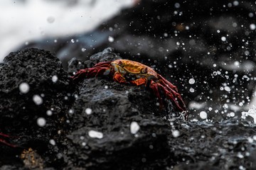 sally light foot crab on the rock