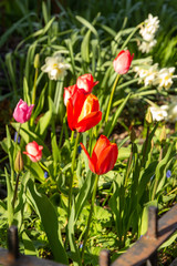 New England Spring Bloom