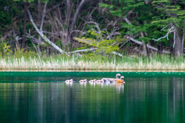 family of ducks